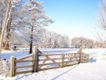 Snow Winter Natural landscape Tree Split-rail fence
