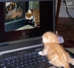 catcomputer.jpg